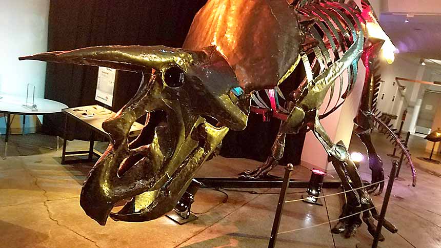 Triceratops museum of idaho